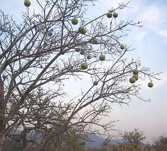 Description de l'image Strychnos spinosa tree.jpg.