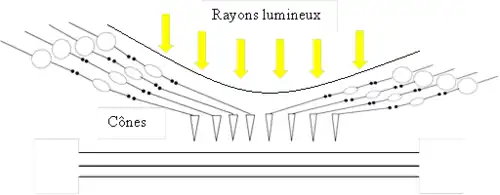 Structure de la rétine au niveau de la fovéa. Il n'y a que des cônes, serrés, chacun en lien avec le cerveau : la vision est nette et en couleurs.