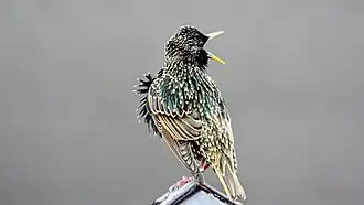 Étourneau sur un toit dans le village d'Aye (Belgique).