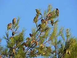 Une dizaine d'étourneaux posés au sommet d'un pin.
