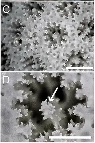 Description de l'image Stylaraea punctata, coralitos - 10.1371-journal.pone.0098406.g002.png.