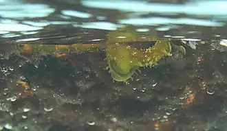 Stylocheilus longicauda