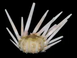 Stylocidaris cingulata