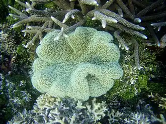 Description de l'image Stylocoeniella guentheri.jpg.