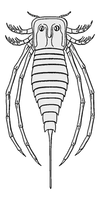 Stylonurella spinipes (Parastylonuridae)