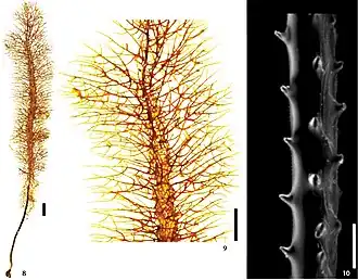 Description de l'image Stylopathes adinocrada (10.3897-zoologia.36.e28714) Figures 8–10.jpg.