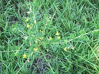 Description de l'image Stylosanthes guianensis at Grafton Tac (10619811023).jpg.