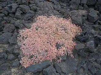 Suaeda ifniensis dans un champ de lave à Lanzarote