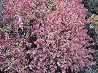 Le feuillage adopte un ton rosé.