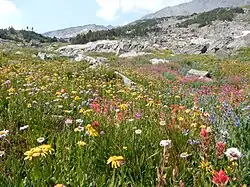 Arnica mollis (Montana, États-Unis).
