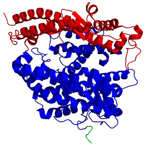 Structure d'une ACE2 humaine montrant les sous-domaines I en rouge et II en bleu du domaine métallopeptidase à zinc ainsi que le début du domaine d'homologie aux collectines C-terminal en vert (PDB&nbsp;1R42).