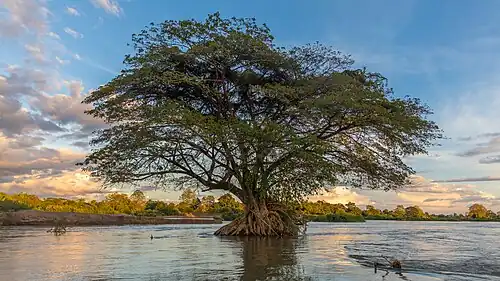 Albizia saman immergé dans l'eau du Mékong, près de l'île de Don Loppadi, au Laos, pendant la saison sèche.