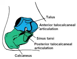 Talus et calcaneus reçoivent le poids du corps et le transmettent au reste du pied, leur allure renseigne ainsi sur la stature générale.