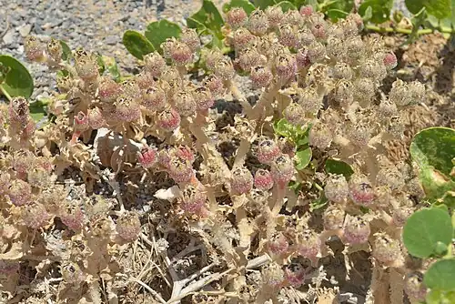 Entre Stavroménos et Kokkíni Cháni, Crète, côte nord.