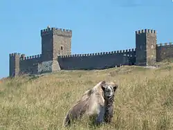 Chameau de Bactriane devant la forteresse de Soudak.