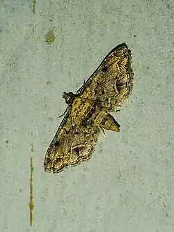 Lathrotelinae : Sufetula sp.