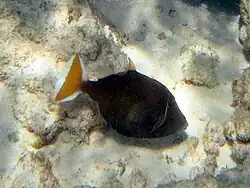 Un baliste demi-lune (Sufflamen chrysopterum)