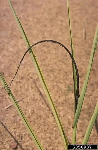 Image illustrative de l’article Charbon de la canne à sucre