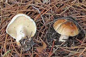 Description de cette image, également commentée ci-après