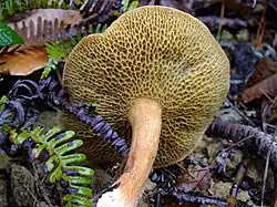 Larges pores anguleux de S. bovinus.