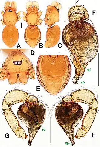 Description de l'image Sulaimania brevis (10.3897-zookeys.661.10677) Figure 27.jpg.