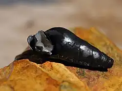 Sulcospira testudinaria