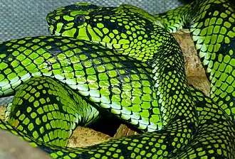 Description de l'image Sumatran Pit Viper (Trimeresurus sumatranus) (8741684078).jpg.