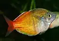 Boeseman's rainbowfish Melanotaenia boesemani Variété jaune