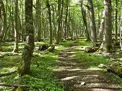 Forêt de lengas (Nothofagus pumilio), communément appelés en français hêtres de la Terre  de Feu.
