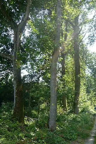 Image illustrative de l’article Forêt de Châteauneuf-en-Thymerais