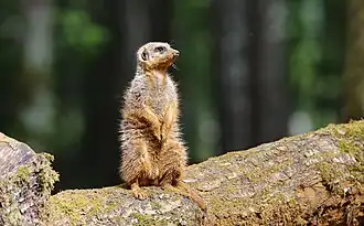 Suricate