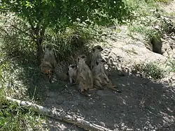 Encore des suricates