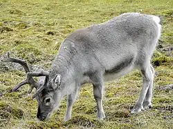 Un renne du Spitzberg.
