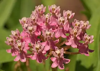 Description de l'image Swamp Milkweed Asclepias incarnata Flowers Closeup 2800px.jpg.