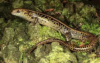 Description de l'image Swamp Skink (Lissolepis coventryi) (9253713914).jpg.