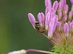 Lasioglossum zephyrum (Amérique du Nord).