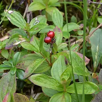 Infuctescence, fin juillet, en Norvège (Bergen).
