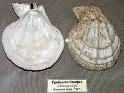 Swiftopecten swiftii