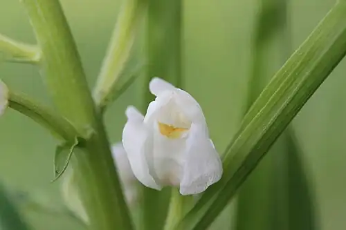 Macrophotographie en couleurs d'une fleur blanche vue de face montrant une petite tache orangée et d'une feuille positionnée à l'aisselle de la tige plus petite que la fleur.
