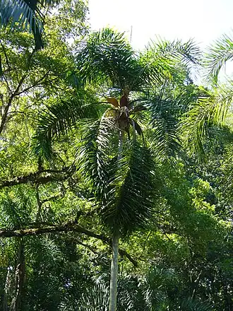 Description de l'image Syagrus pseudococos 3a (Scott Zona).jpg.