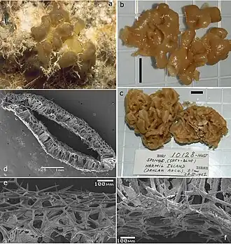 Description de l'image Sycettusa stauridia (10.11646-zootaxa.4426.1.1) Figure 75.jpg.