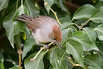 Fauvette à tête noire femelle.