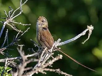 Description de l'image Sylviorthorhynchus desmursii Des Murs's Wiretail; Laguna Rosales, San Martín de los Andes, Neuquén, Argentina.jpg.