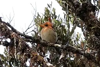 Description de l'image Syma megarhyncha 218218377 (cropped).jpg.