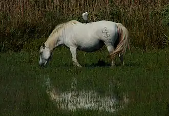 Héron garde-bœufs perché sur un cheval de Camargue.