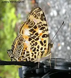 Bouffon de l'Himalaya Symbrenthia hypselis (Nymphalidae)