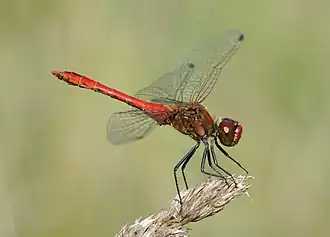 Description de cette image, également commentée ci-après