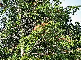 Description de cette image, également commentée ci-après