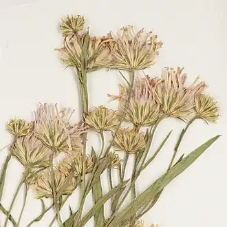 Description de l'image Symphyotrichum anticostense herb sp GH 00650133 (inflorescence).jpg.