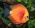 Discus commun rouge au zoo de Karlsruhe. Novembre 2019.